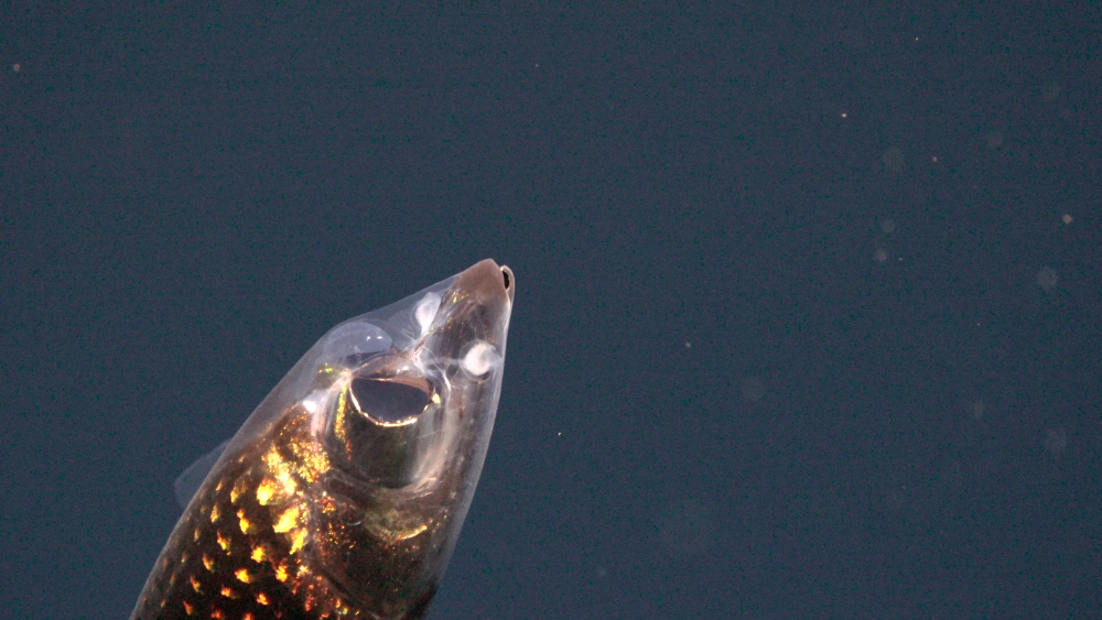 the fish is looking upwards seemingly focused on something, we can see through its transclucent head showing the internal organs like big eyes the fish is looking upwards seemingly focused on something, we can see through its transclucent head showing the internal organs like big eyes